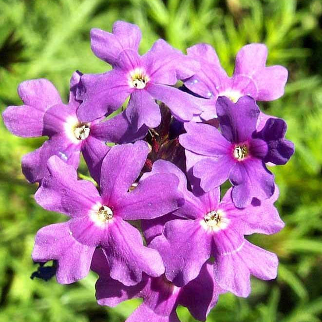 Moss Groundcover Verbena Seeds - Heirloom Flower Garden Seeds for Growing