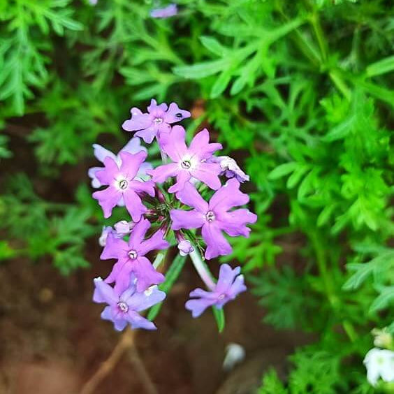 Moss Groundcover Verbena Seeds - Heirloom Flower Garden Seeds for Growing