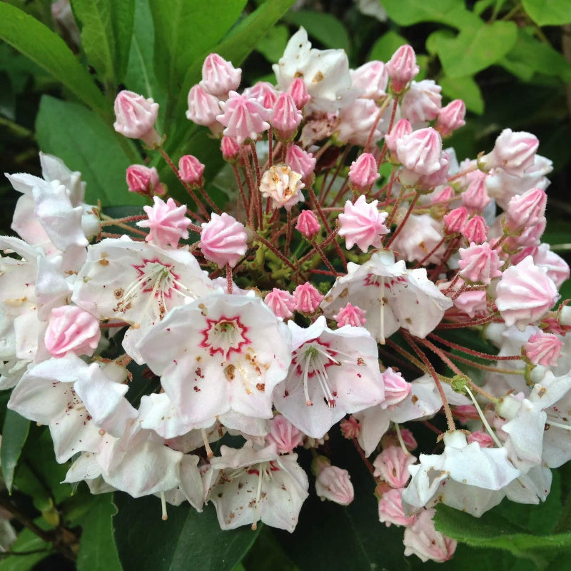 Mountain Laurel Seeds - Heirloom Flower Garden Seeds for Growing