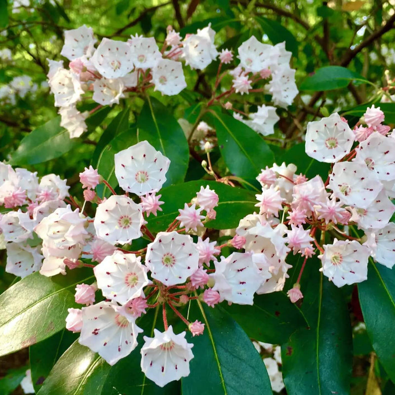 Mountain Laurel Seeds - Heirloom Flower Garden Seeds for Growing