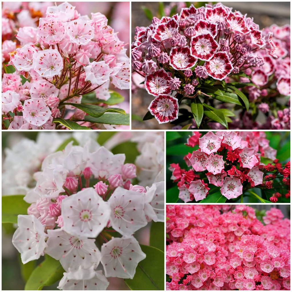 Mountain Laurel Seeds - Mixed Garden Seeds for Growing