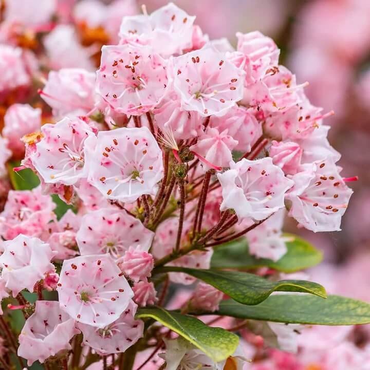 Mountain Laurel Seeds - Mixed Garden Seeds for Growing