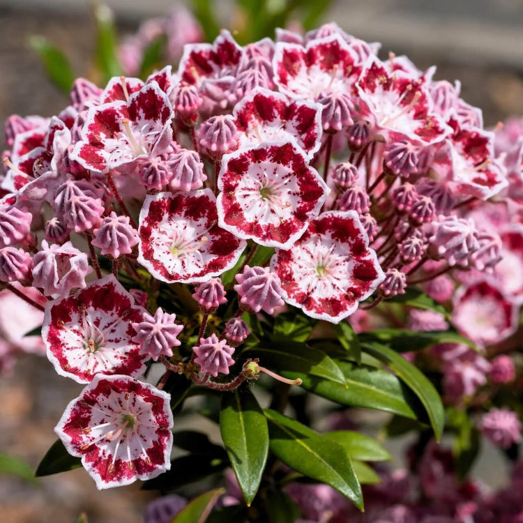 Mountain Laurel Seeds - Mixed Garden Seeds for Growing