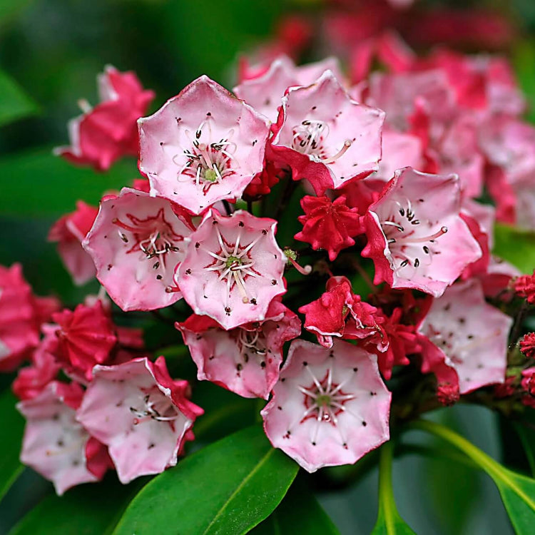 Mountain Laurel Seeds - Mixed Garden Seeds for Growing