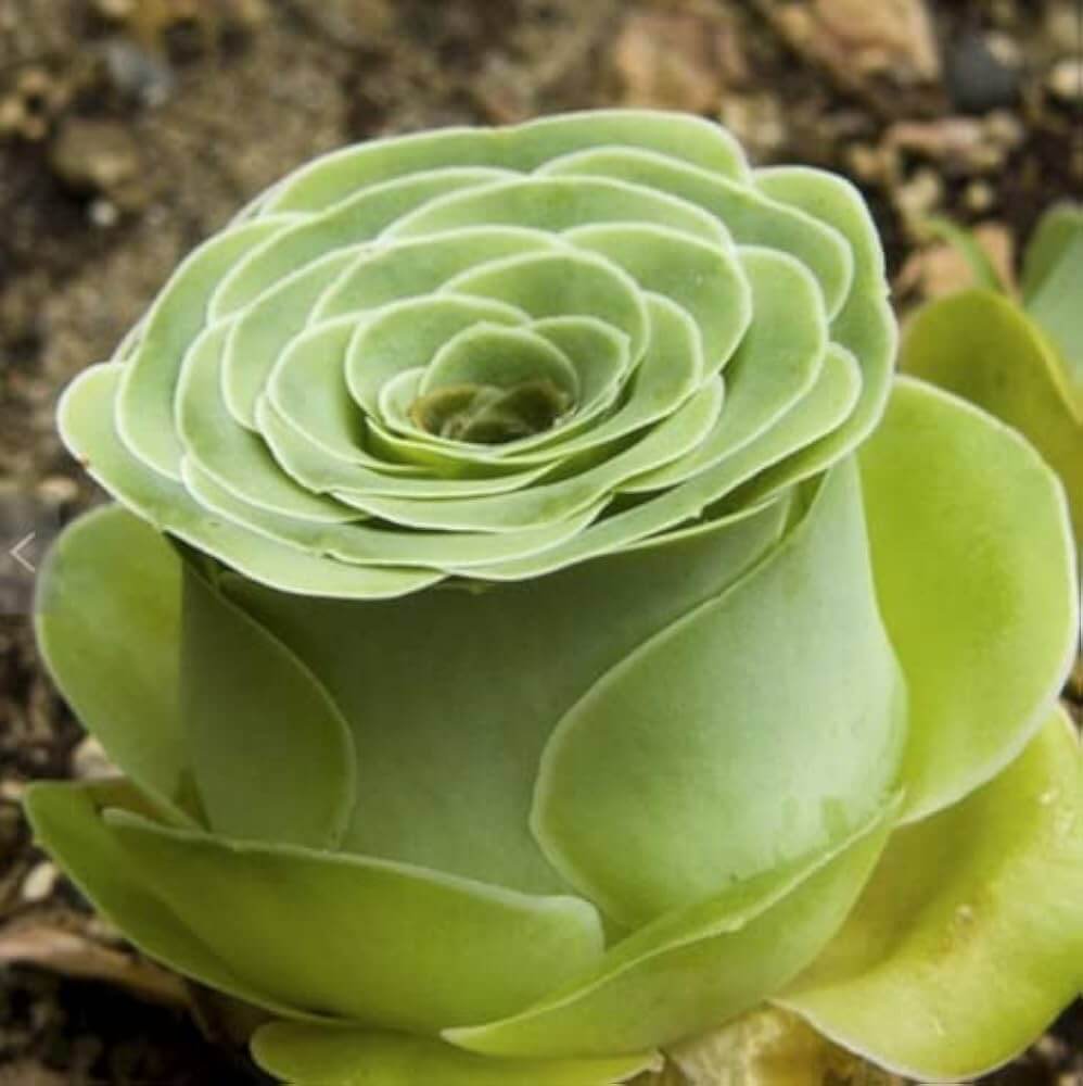 Mountain Rosa spp. Seeds - Heirloom Flower Garden Seeds for Growing