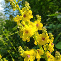 Mullein Verbascum Seeds - Heirloom Flower Garden Seeds for Growing