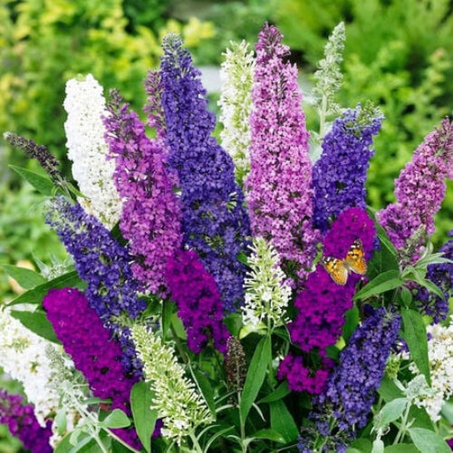 Multi-Color Mix Butterfly Bush Seeds - Heirloom Flower Garden Seeds for Growing