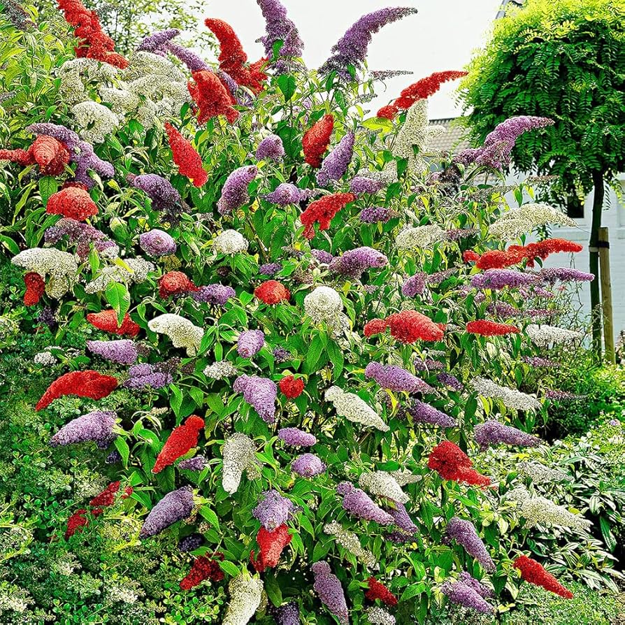 Multi-Color Mix Butterfly Bush Seeds - Heirloom Flower Garden Seeds for Growing