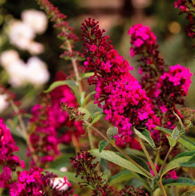 Multi-Color Mix Butterfly Bush Seeds - Heirloom Flower Garden Seeds for Growing
