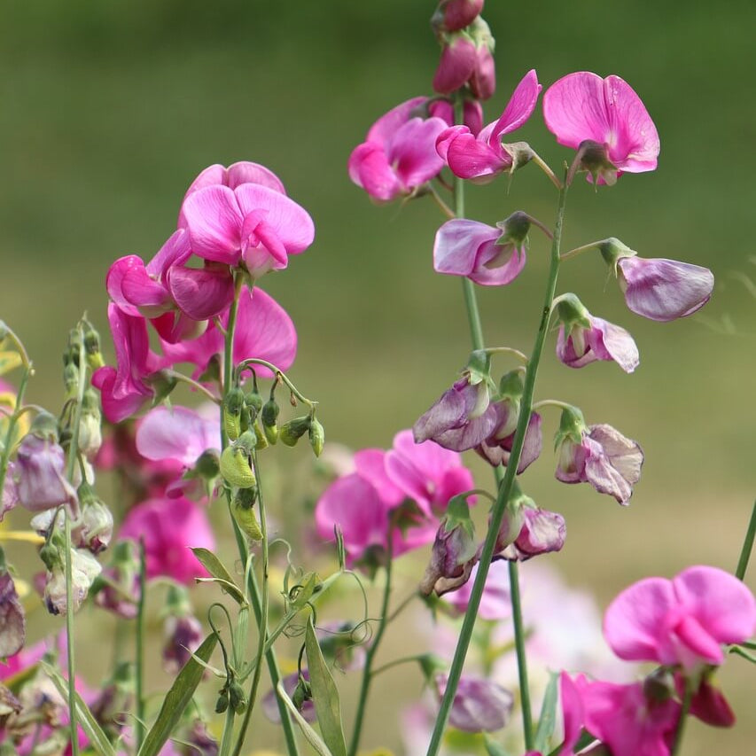 Multi-Color Sweet Pea Seeds - Heirloom Flower Garden Seeds for Growing