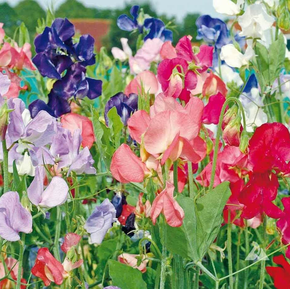 Multi-Color Sweet Pea Seeds - Heirloom Flower Garden Seeds for Growing