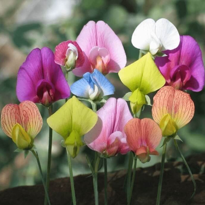 Multi-Color Sweet Pea Seeds - Heirloom Flower Garden Seeds for Growing