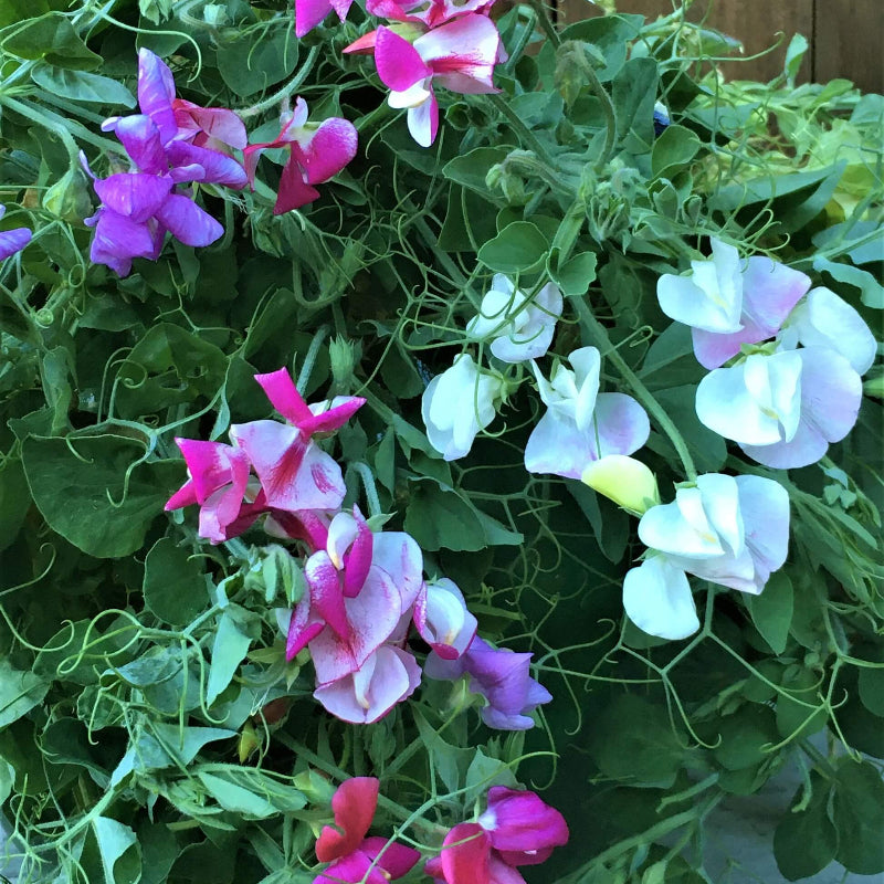 Multi-Color Sweet Pea Seeds - Heirloom Flower Garden Seeds for Growing