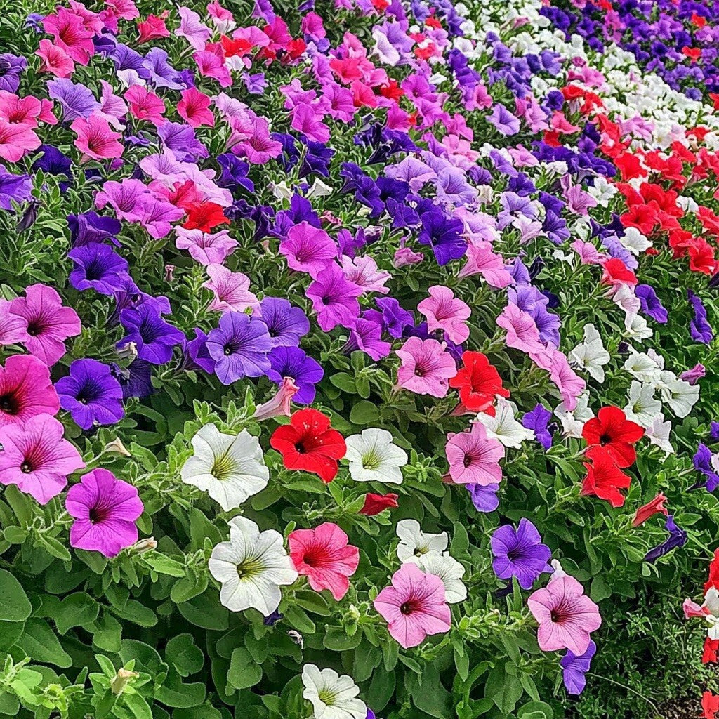 Multiflora Mixed Petunia Seeds - Heirloom Flower Garden Seeds for Growing