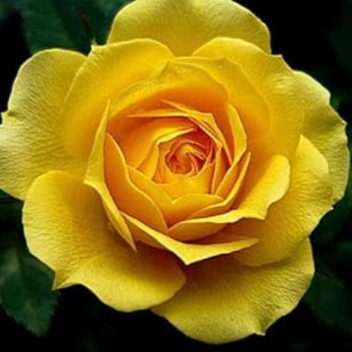 Mustard Yellow Rosa spp. Seeds - Heirloom Flower Garden Seeds for Growing