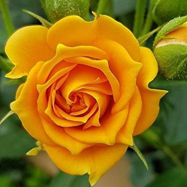 Mustard Yellow Rosa spp. Seeds - Heirloom Flower Garden Seeds for Growing