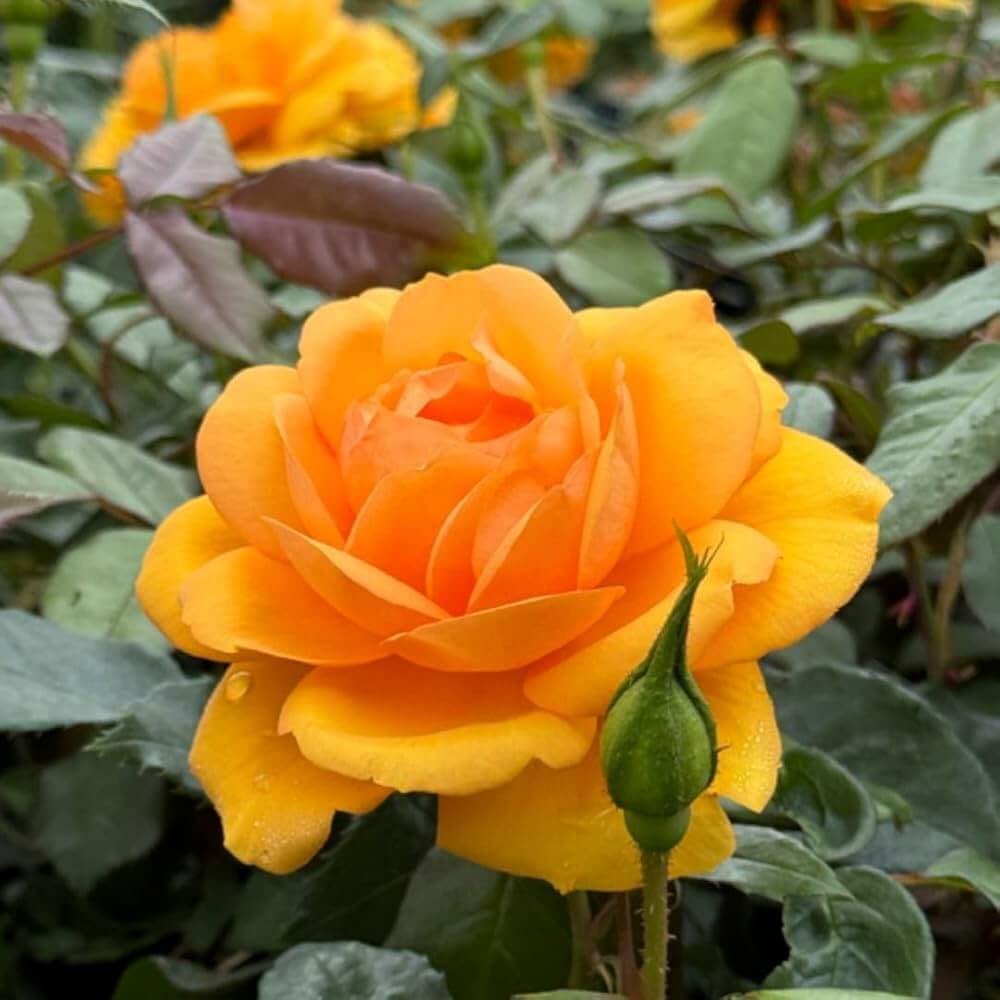 Mustard Yellow Rosa spp. Seeds - Heirloom Flower Garden Seeds for Growing