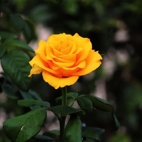 Mustard Yellow Rosa spp. Seeds - Heirloom Flower Garden Seeds for Growing