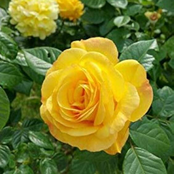 Mustard Yellow Rosa spp. Seeds - Heirloom Flower Garden Seeds for Growing