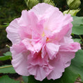 Mutabilis Hibiscus Seeds - Heirloom Flower Garden Seeds for Growing