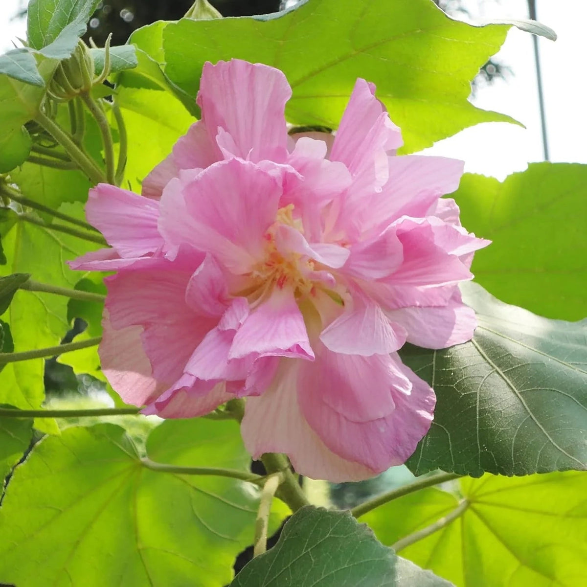 Mutabilis Hibiscus Seeds - Heirloom Flower Garden Seeds for Growing