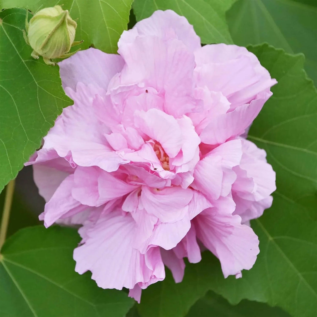 Mutabilis Hibiscus Seeds - Heirloom Flower Garden Seeds for Growing