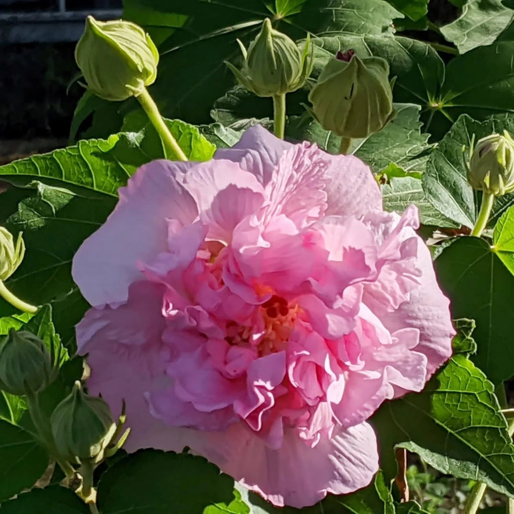 Mutabilis Hibiscus Seeds - Heirloom Flower Garden Seeds for Growing