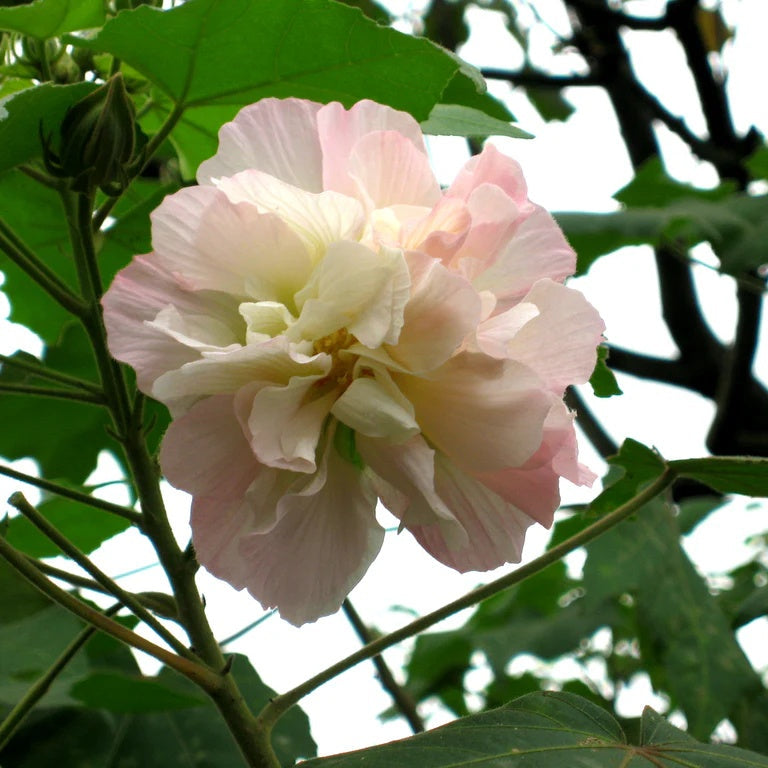 Mutabilis Hibiscus Seeds - Heirloom Flower Garden Seeds for Growing