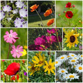 Native Seeds - Mixed Garden Seeds for Growing