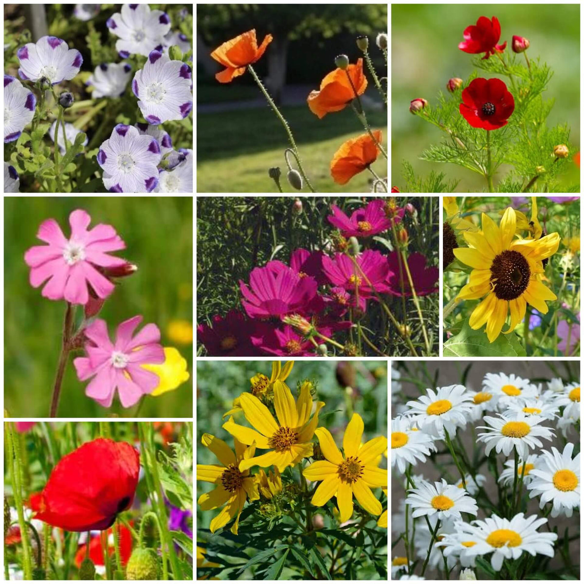 Native Seeds - Mixed Garden Seeds for Growing