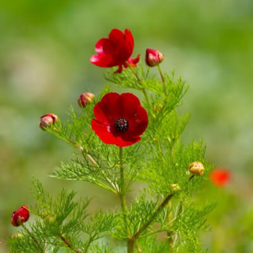 Native Seeds - Mixed Garden Seeds for Growing