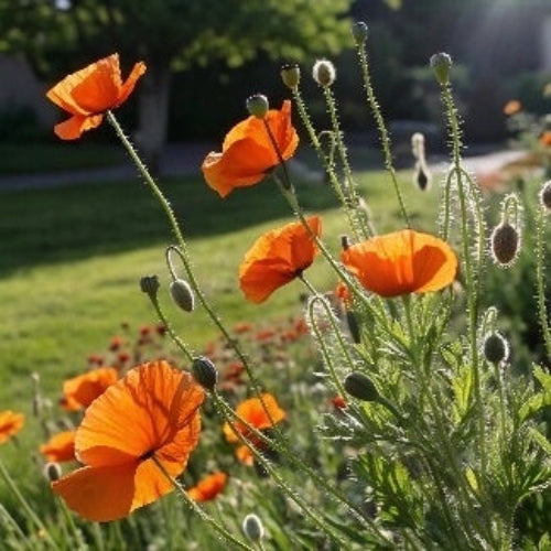 Native Seeds - Mixed Garden Seeds for Growing