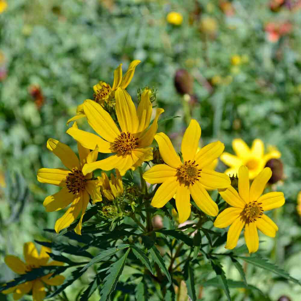Native Seeds - Mixed Garden Seeds for Growing