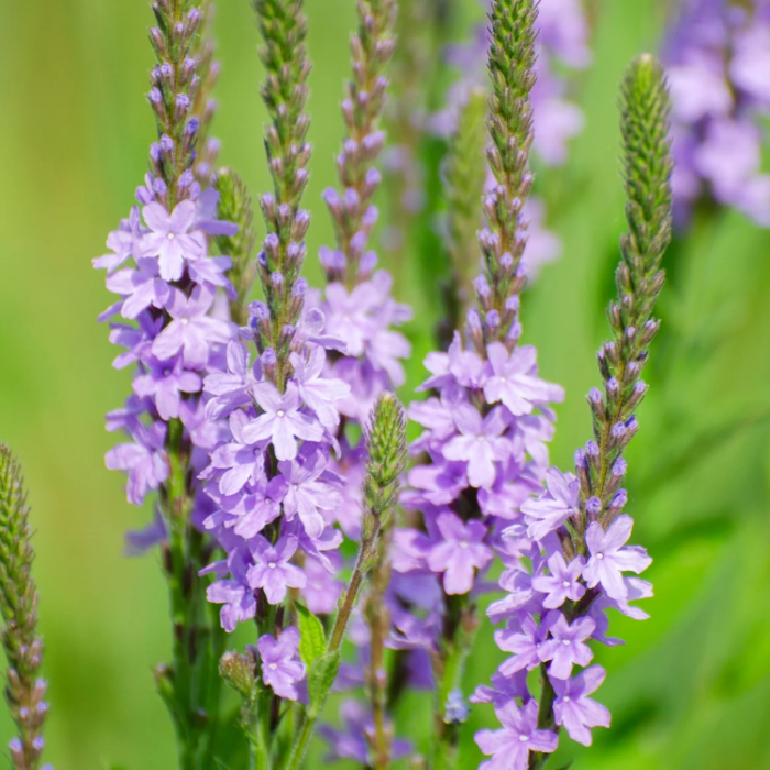 Native Wild Hoary Vervain Seeds - Heirloom Flower Garden Seeds for Growing