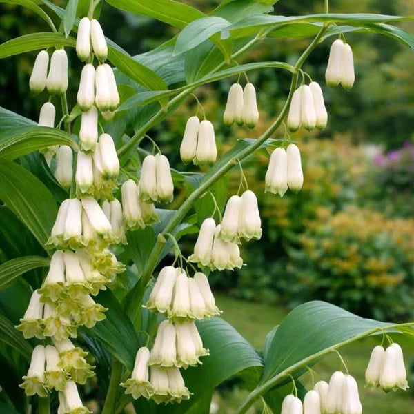 Native Woodland Solomon’s Seal Seeds 