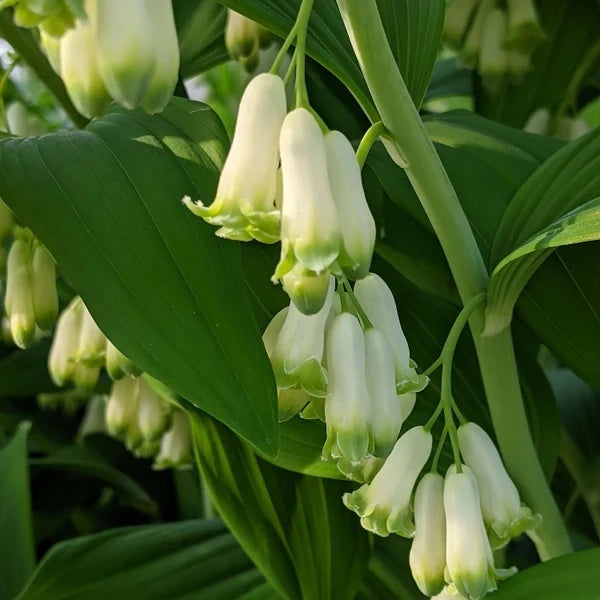 Native Woodland Solomon’s Seal Seeds 