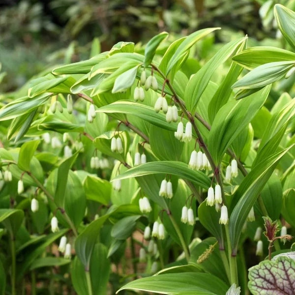 Native Woodland Solomon’s Seal Seeds 
