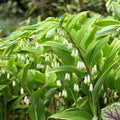 Native Woodland Solomon’s Seal Seeds 