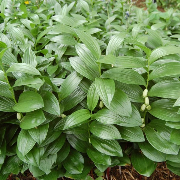 Native Woodland Solomon’s Seal Seeds 