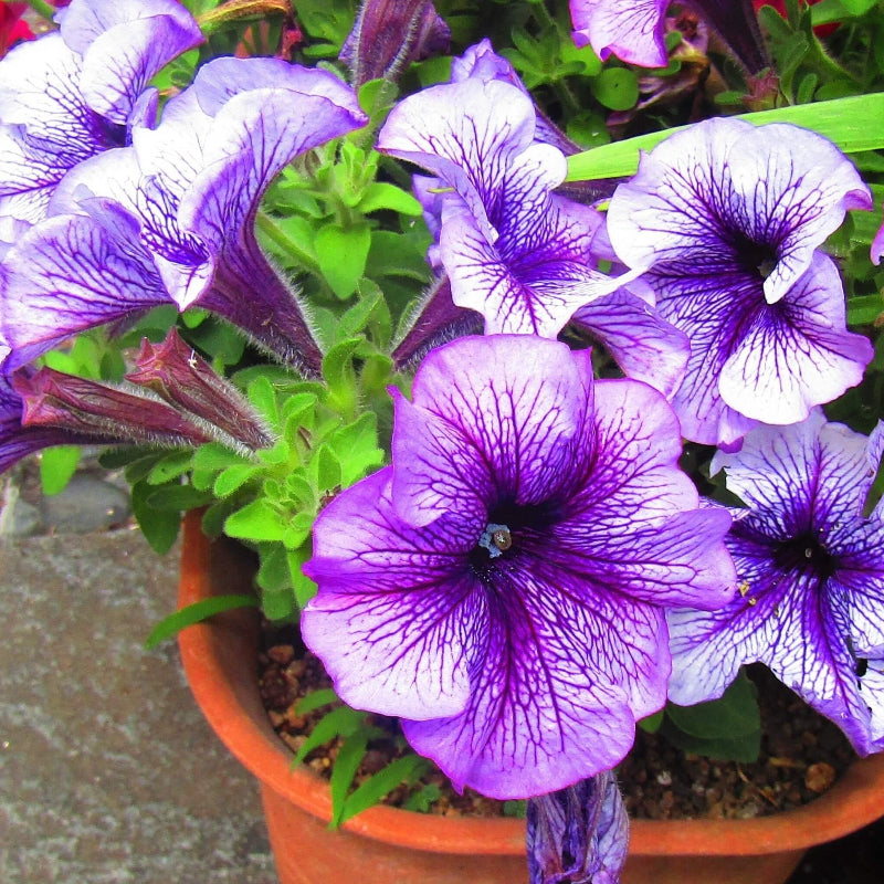 Nema Great Petunia Seeds -  Heirloom Flower Garden Seeds for Growing