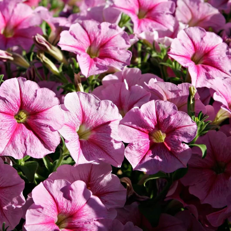 Nema Great Petunia Seeds -  Heirloom Flower Garden Seeds for Growing