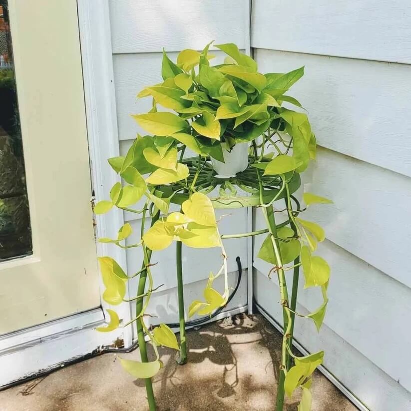 Neon Pothos Seeds - House Plant Garden Seeds for Growing