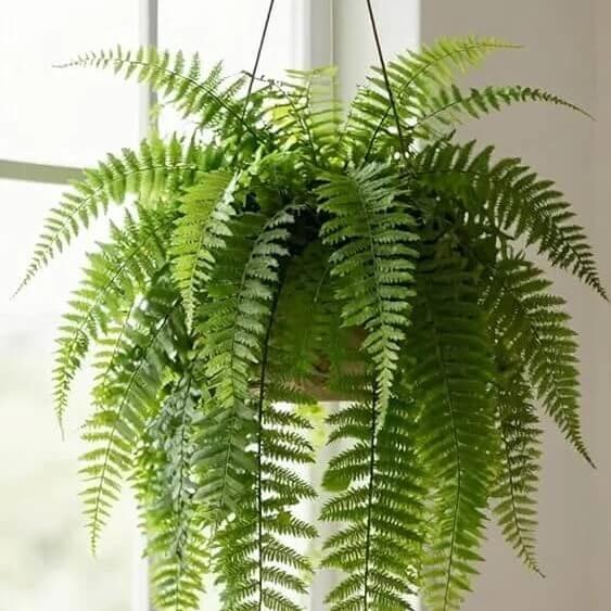 Nephrolepis Exaltata Seeds - Heirloom Housing Plant Garden Seeds for Growing