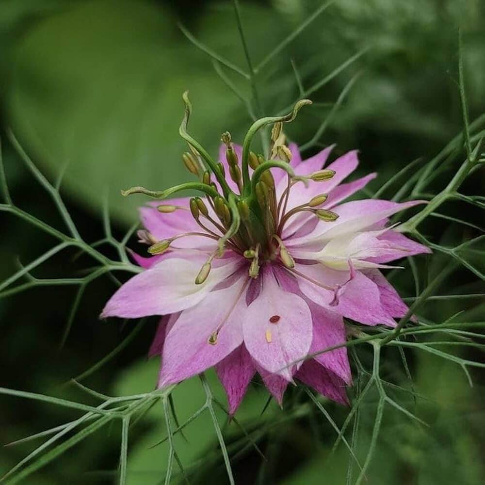 Nigella Seeds - Mixed Garden Seeds for Growing