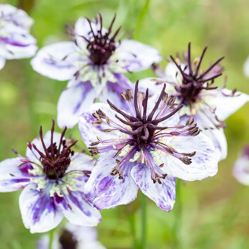 Delft Blue Nigella Seeds -  Heirloom Flower Garden Seeds for Growing