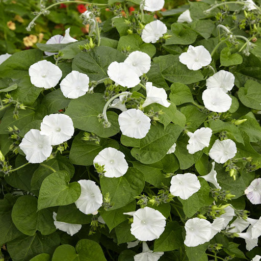 Night Blooming Vine Moon Seeds - Heirloom Flower Garden Seeds for Growing