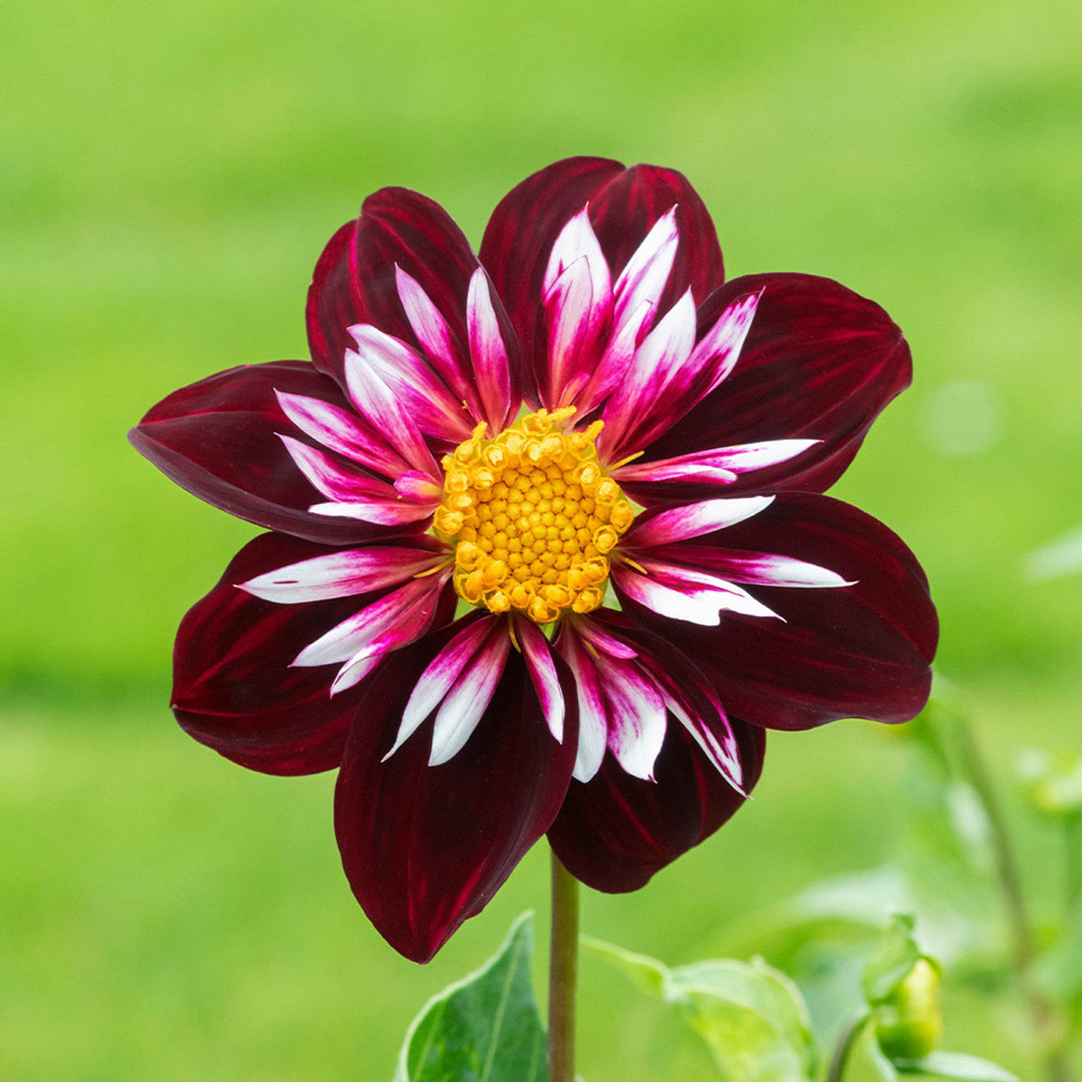 Night Butterfly Dahlia Seeds -  Heirloom Flower Garden Seeds for Growing