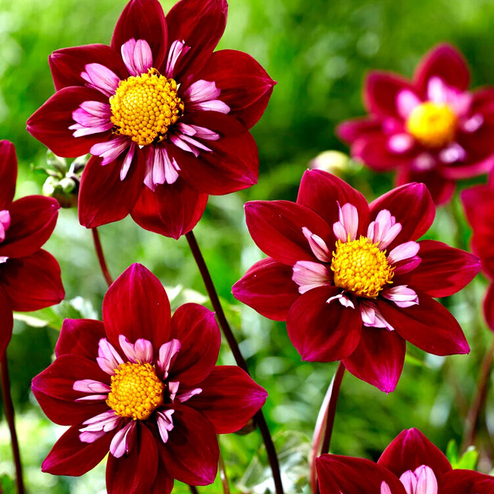 Night Butterfly Dahlia Seeds -  Heirloom Flower Garden Seeds for Growing