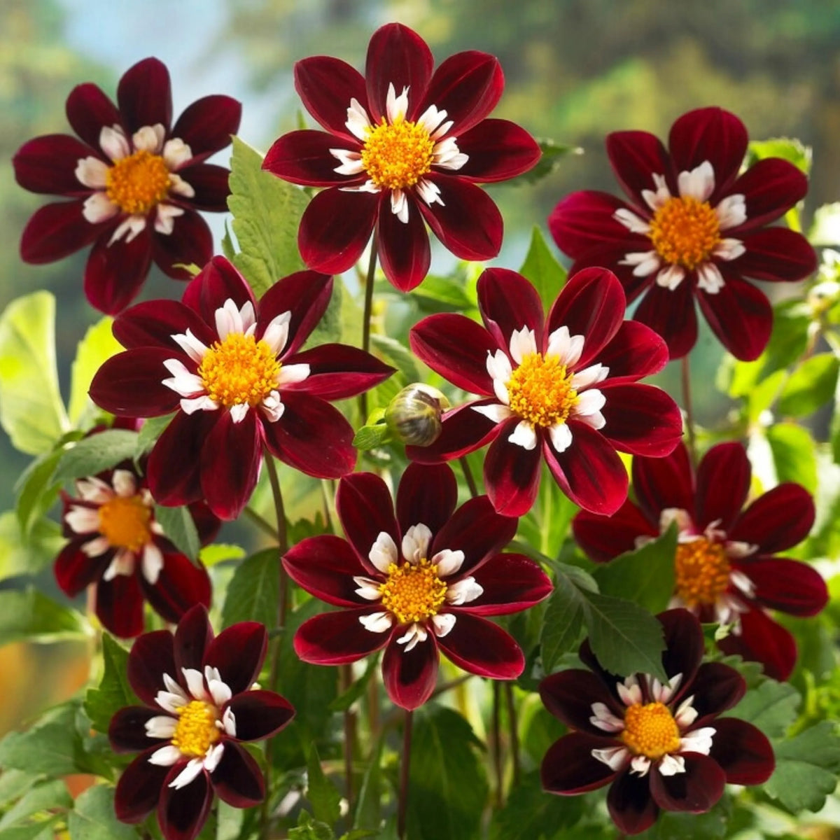 Night Butterfly Dahlia Seeds -  Heirloom Flower Garden Seeds for Growing
