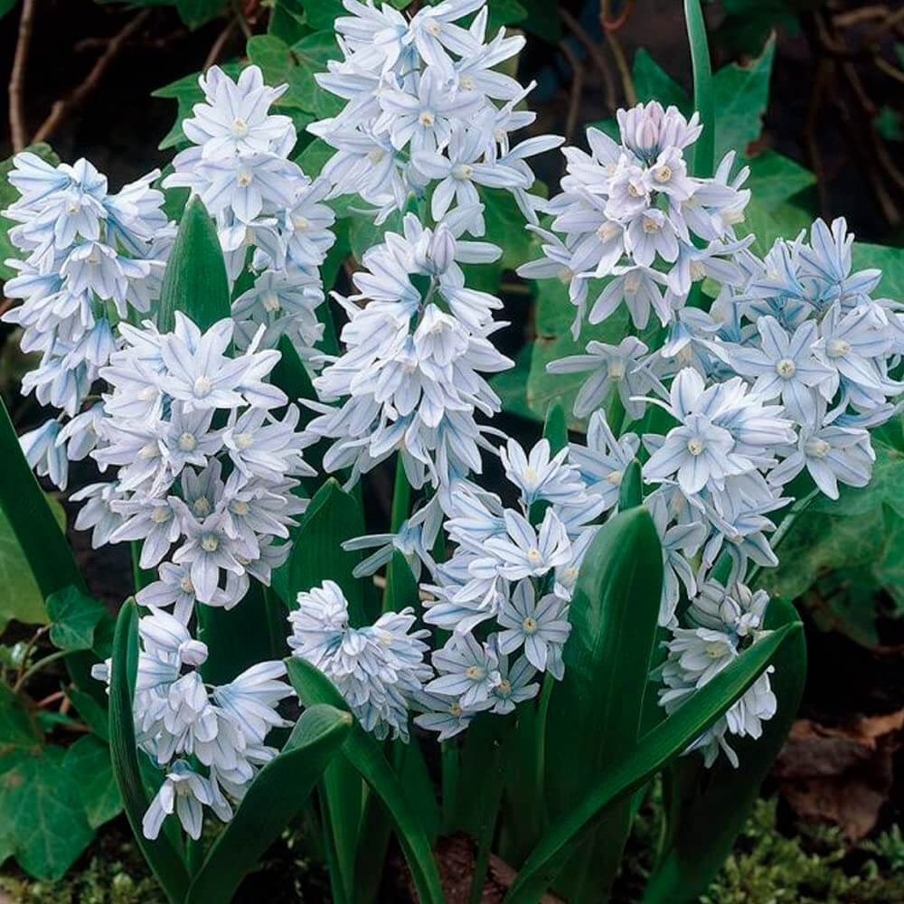 Nivalis Snowdrop Seeds - Heirloom Flower Garden Seeds for Growing